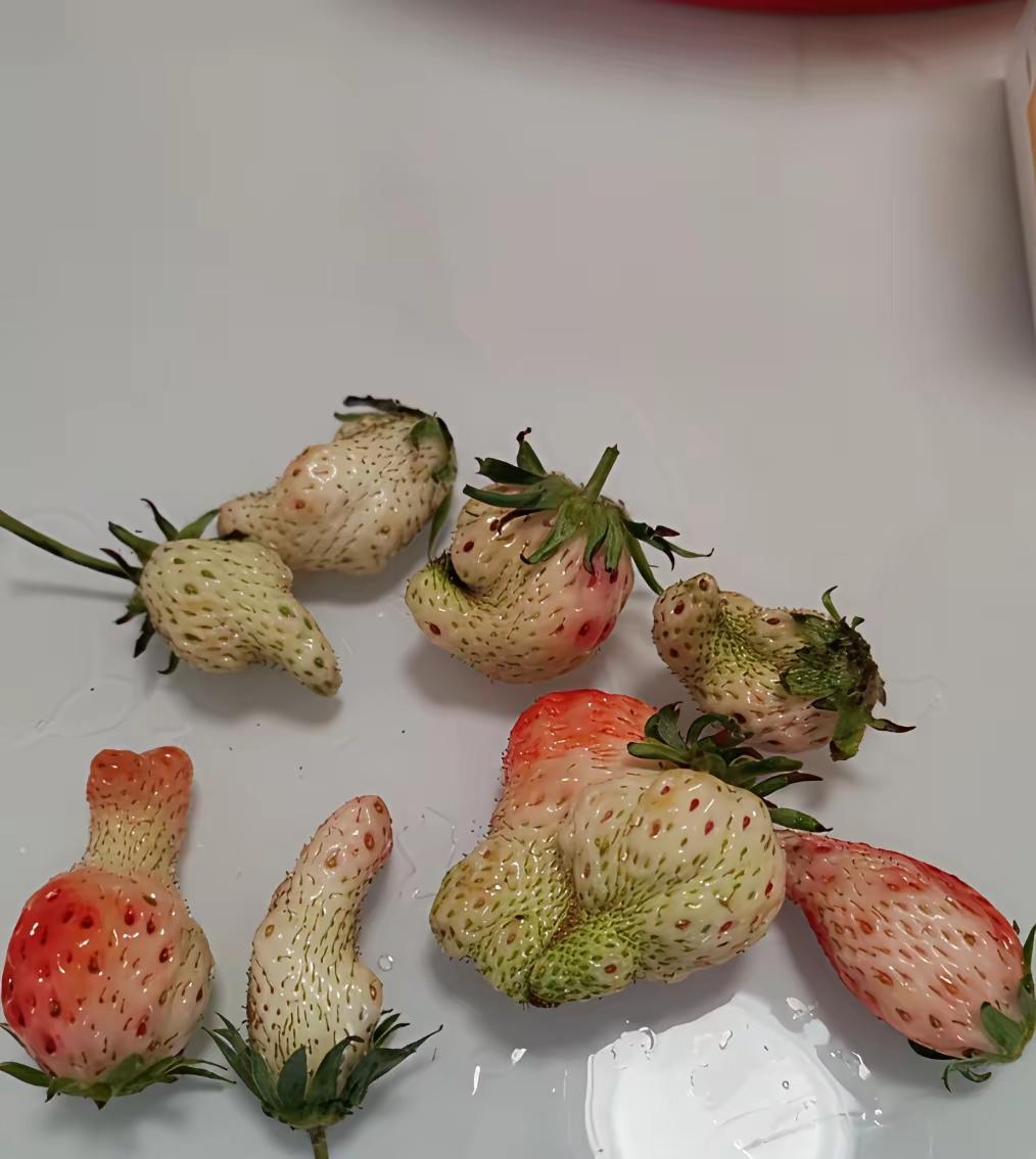 楼上自己种的，没用农药，没用化肥，长成了这样[捂脸哭]这是天然无公害的……