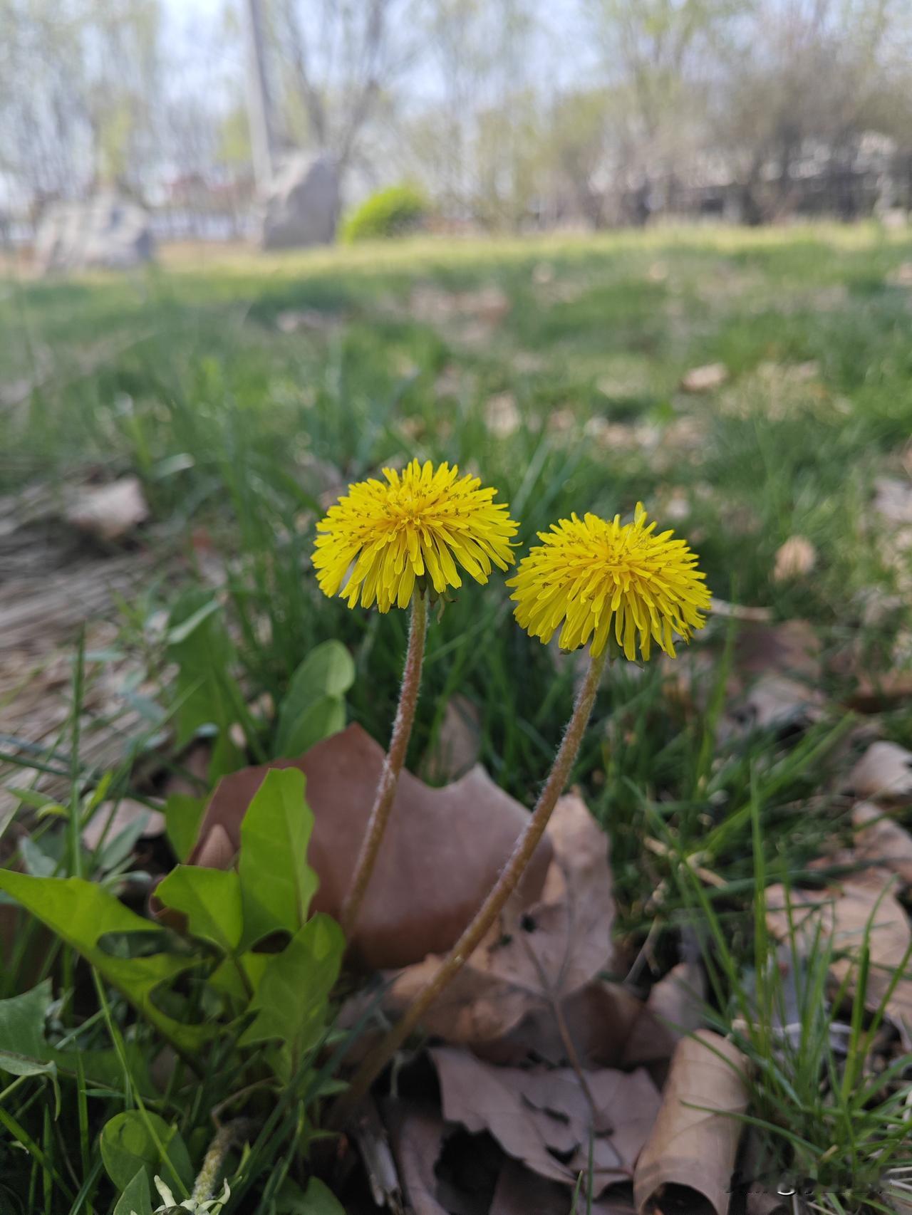如果婚后意外怀孕了，条件允许的情况下还是不要流产的好！姑奶家前儿媳，去年怀孕了