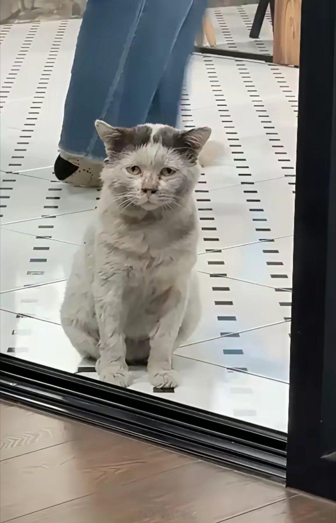 投喂了半年的流浪猫，春节这几天没见着，本以为它另寻了饭票。谁成想，十多公里路，它