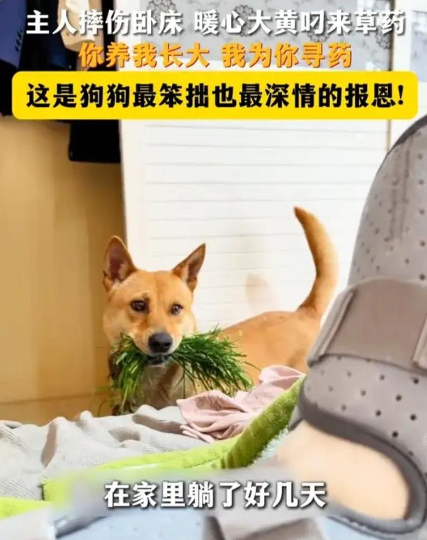 老祖宗传下的草药智慧，连家养狗子都懂！不愧是老祖宗严选！”浙江，一男子摔伤