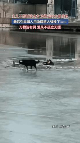 万物皆有灵！在天津，一位大爷不小心掉进了冰窟窿，就在他孤立无援的时候，家里的狗狗