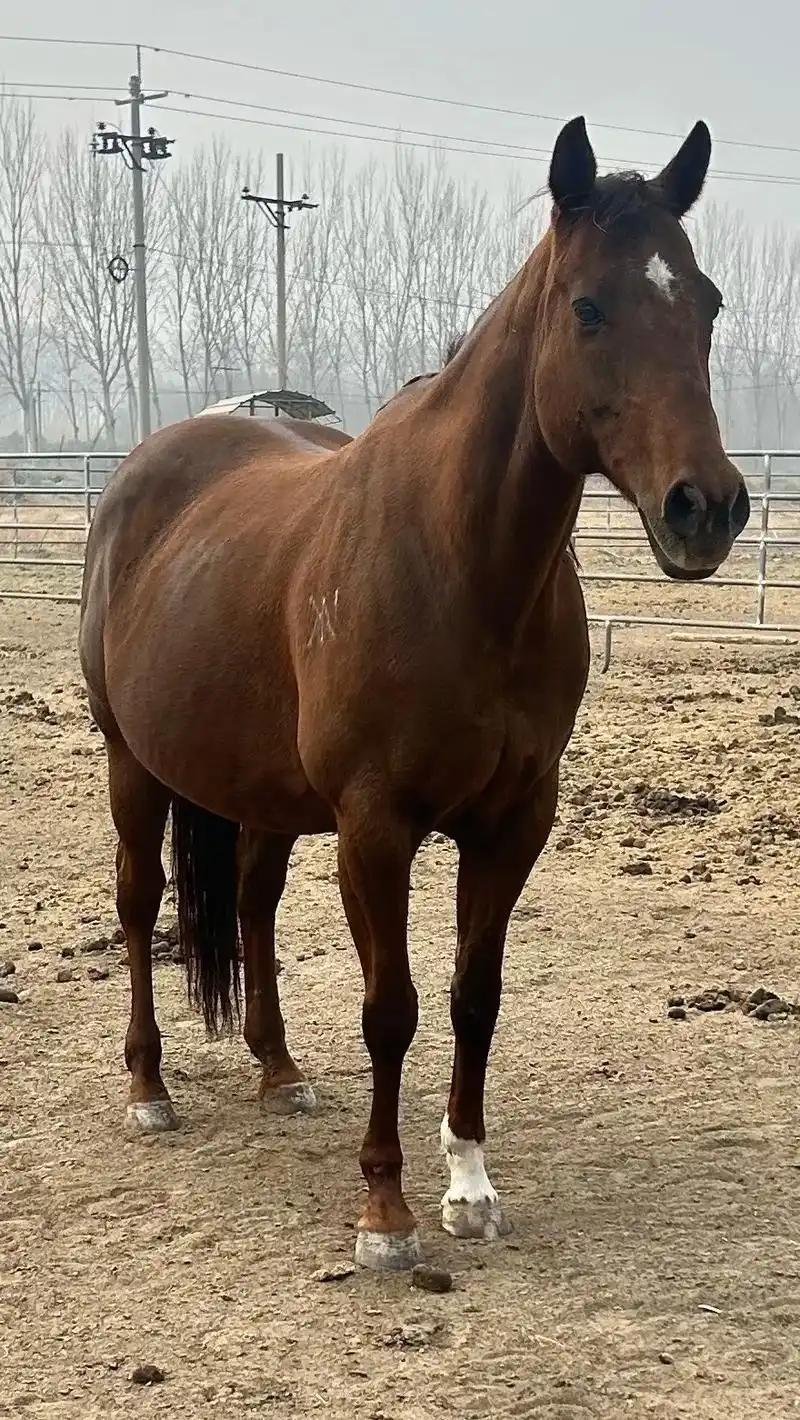 中国每年有470万匹马被屠宰，可是在国内几乎看不到有人吃马肉，这些马肉都去哪了？