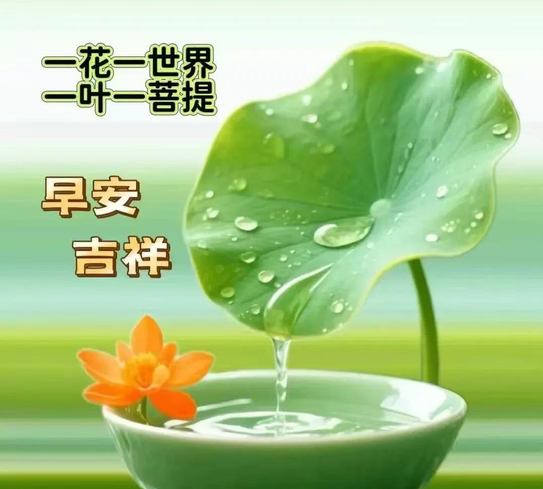 早安吉祥！“一花一世界，一叶一菩提”，多有禅意的句子。清晨的阳光洒下，就像希望