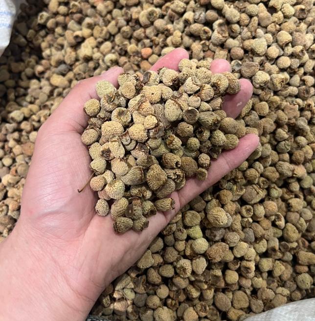 能调阳痿早泄的中药，药店都能买，成年男性都能吃大家好，我是陈玉龙教授，一名