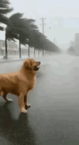 金毛：泰迪，在天灾面前你还是不够份量，哈哈…宠物金毛狗狗亲人小狗萌系金毛表情