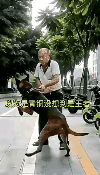 狗狗至死都不明白：自己的狗命会断送在这位颤巍巍的大爷手里。遭主人遗弃后，狗狗这