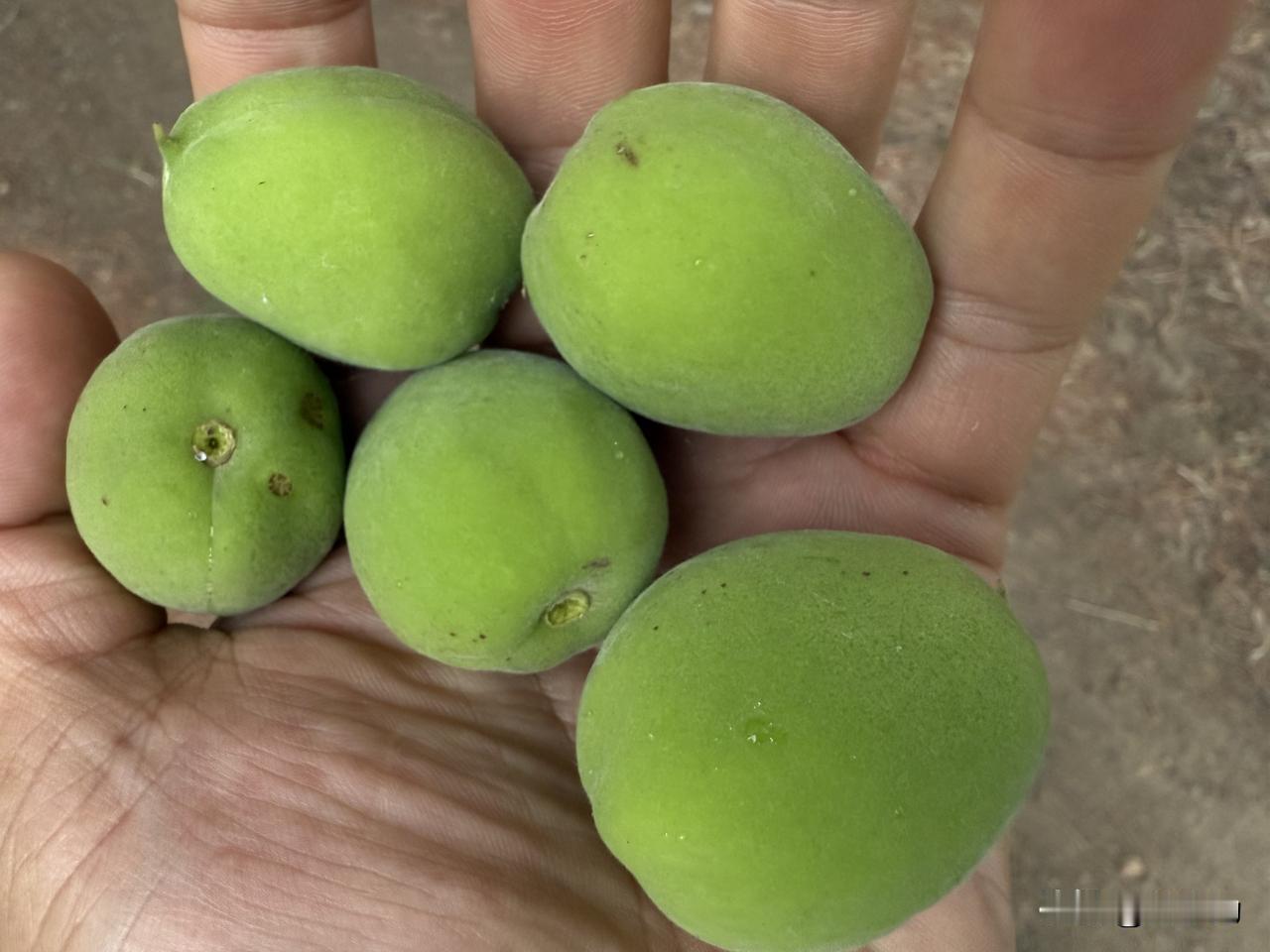 你能吃几个？