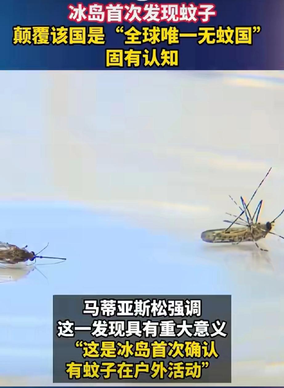 冰岛这个常年以“无蚊净土”自居的北欧岛国，最近因为三只小虫子破了大防。昆虫爱好者