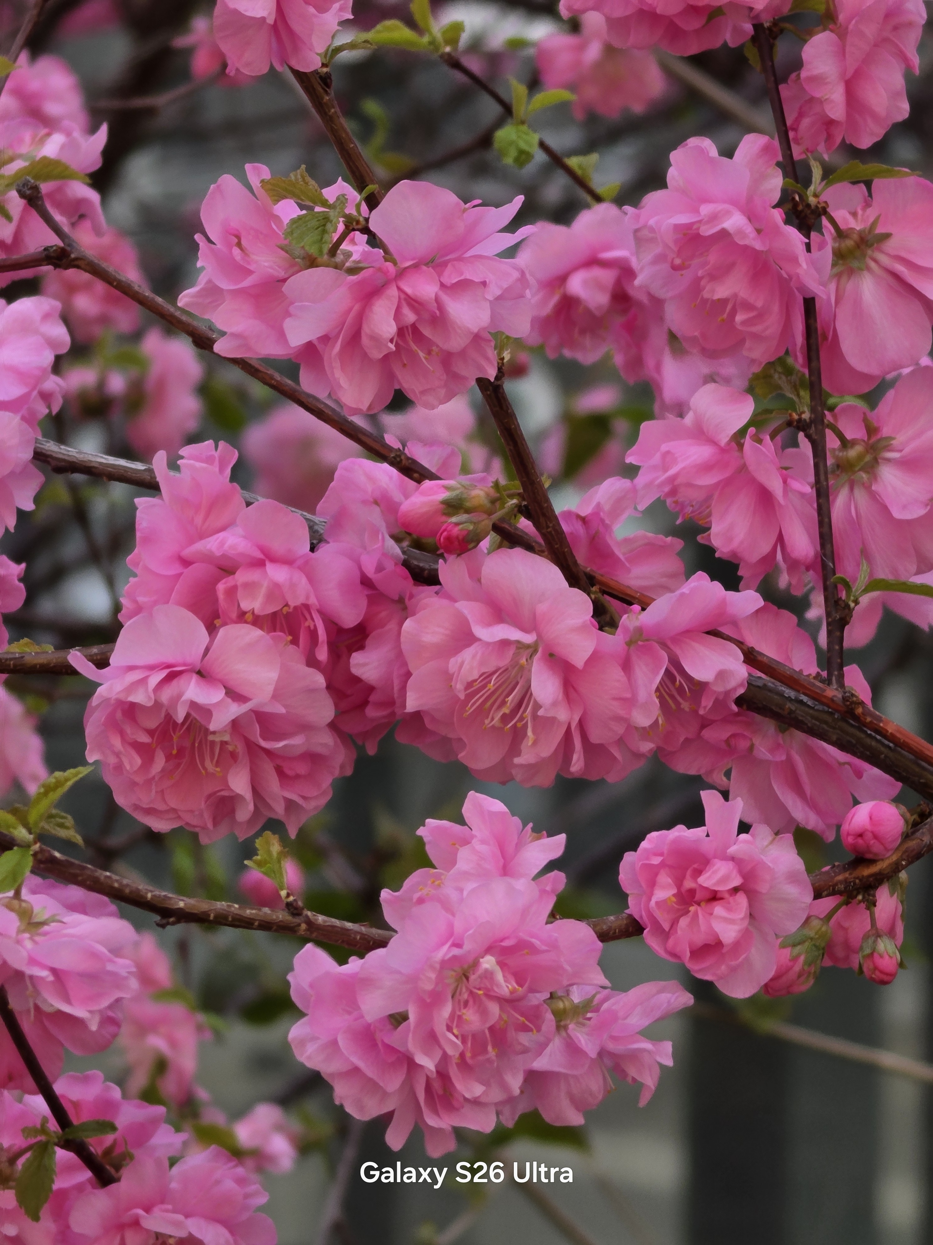 10倍对比单数GalaxyS26Ultra，双数OPPOFindX9U