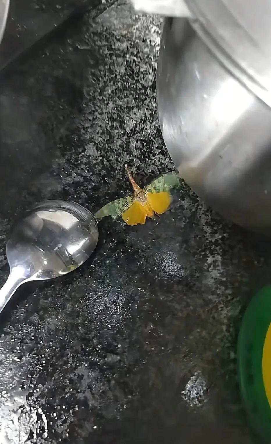 这玩意儿在你们那能吃？龙眼鸡，小时候经常看它们趴在树上，只记得吸过鼻子[无奈吐舌]，