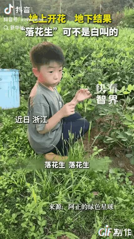这个男孩又火到新华社了！浙江一对母子来到花生田查看作物长势，妈妈以为孩子只是跟着