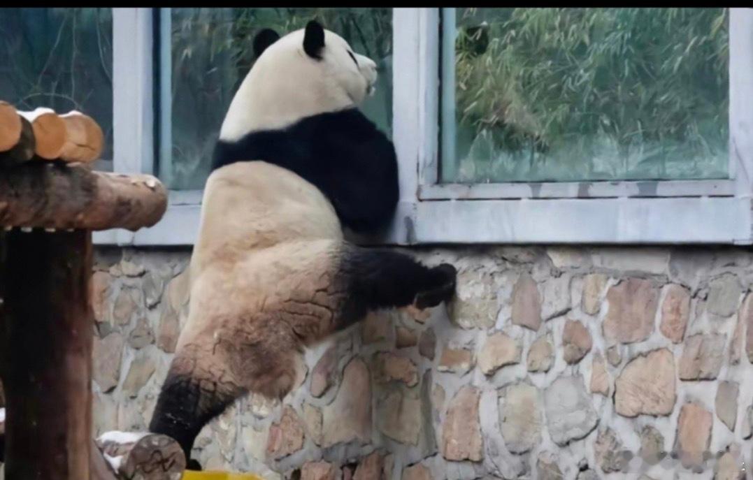早呀[大笑][大笑][大笑]​​​