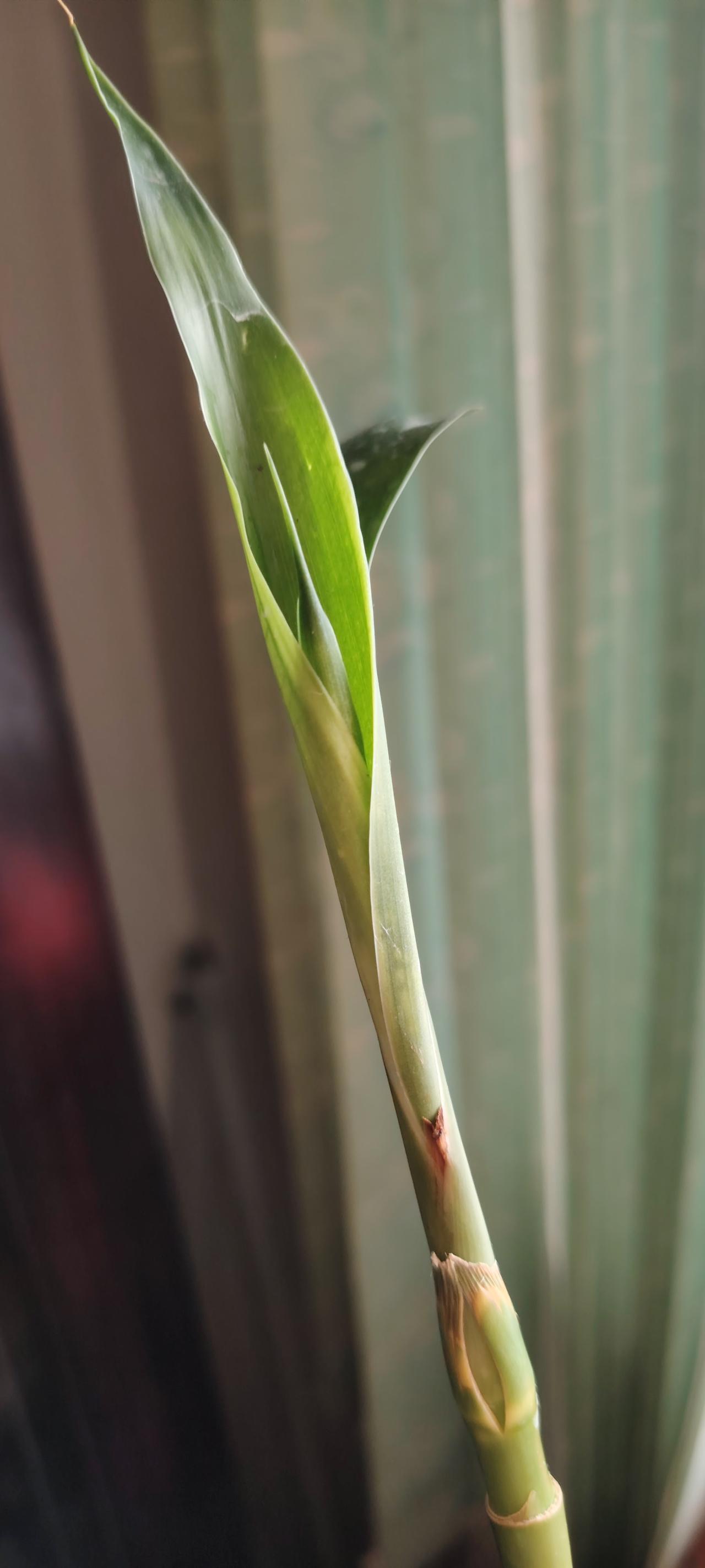 我可以肯定的告诉你：我的富贵竹养活了。从去年夏天到今年的4月15号，不知道经历了