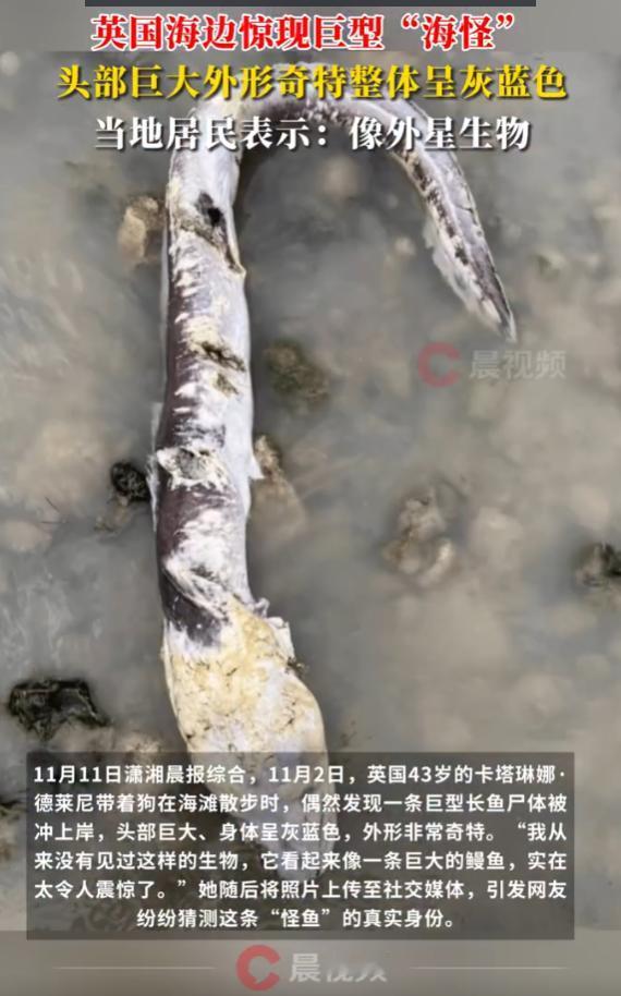 “巨型海怪！”11月11日报道，英国，西索塞克斯郡海滨城市沃辛的海滩可热闹了，大