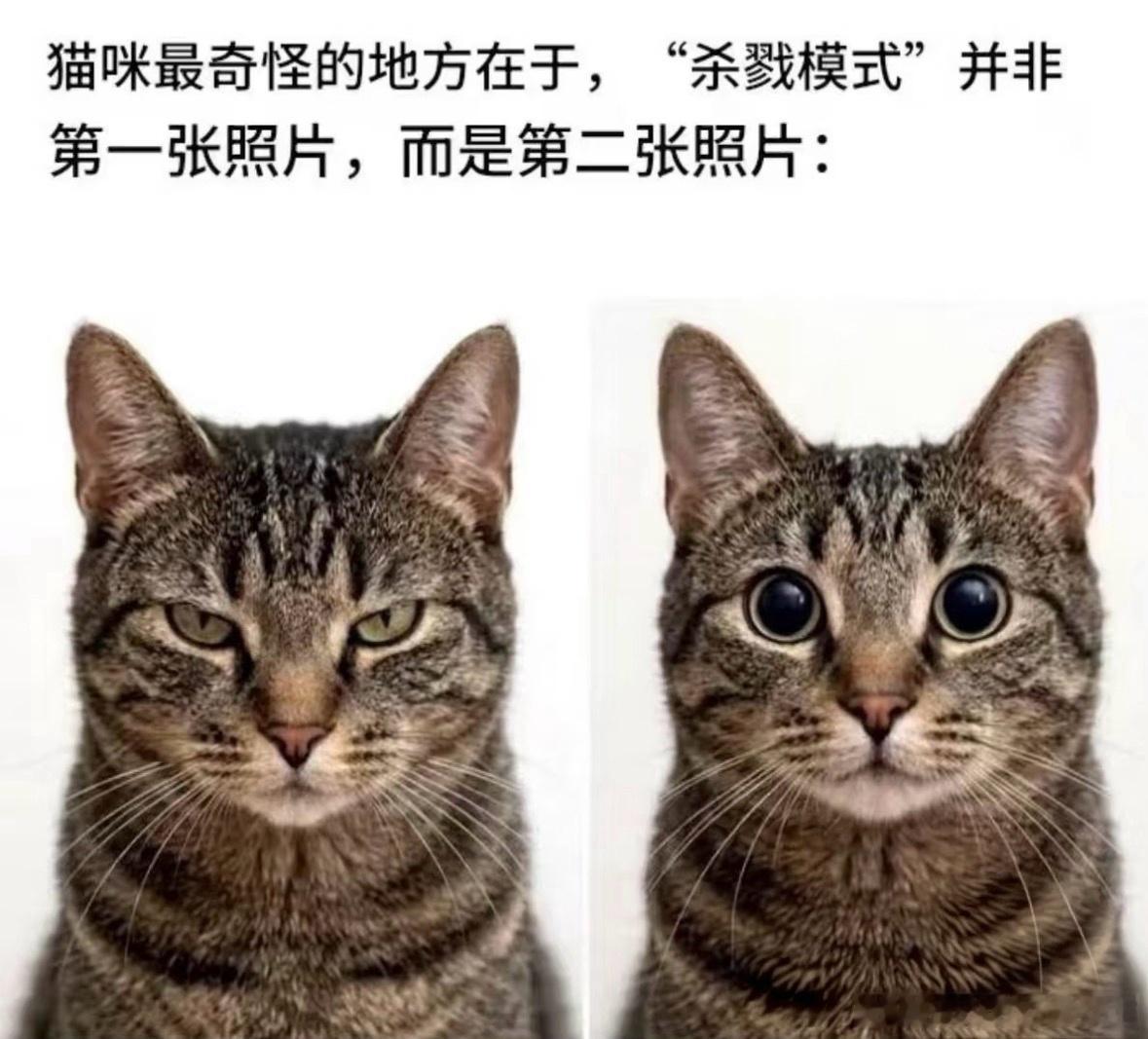猫咪最反差萌的地方：