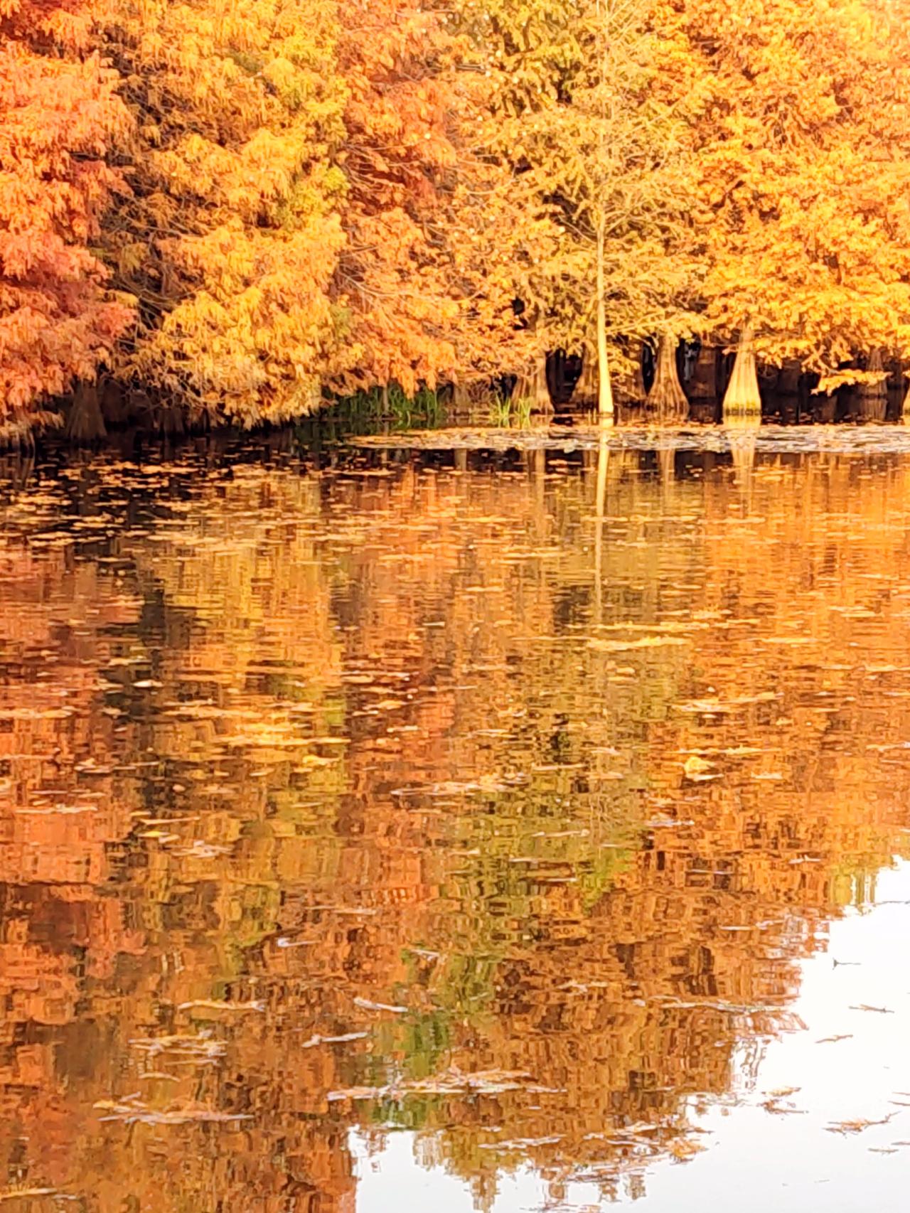 赶在南京大降温之前，去了一趟燕雀湖，也算是入冬的仪式感吧，这一年一年的，总要有个