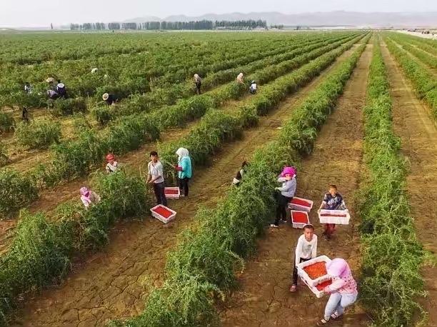 中宁枸杞人工种植史一千三百余年考证（五）——中宁县王自贵红枸杞研究工作室