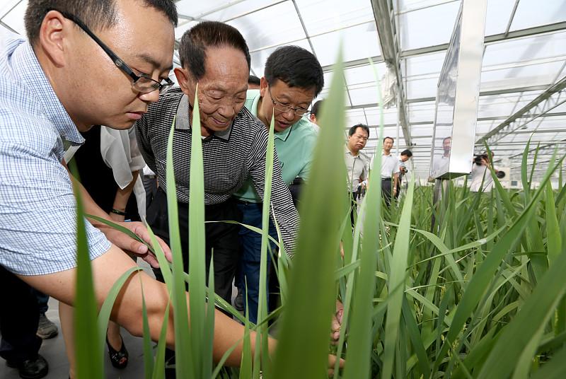 中国现代史上脊梁级人物—袁隆平袁隆平先生哪里只是课本上印着的名字
