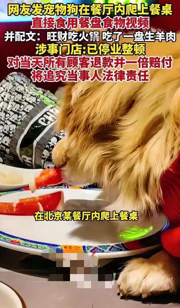 一盘羊肉几十万，小仙女纵容宠物狗上桌吃肉，餐厅损失严重，真想看看她会不会哭。