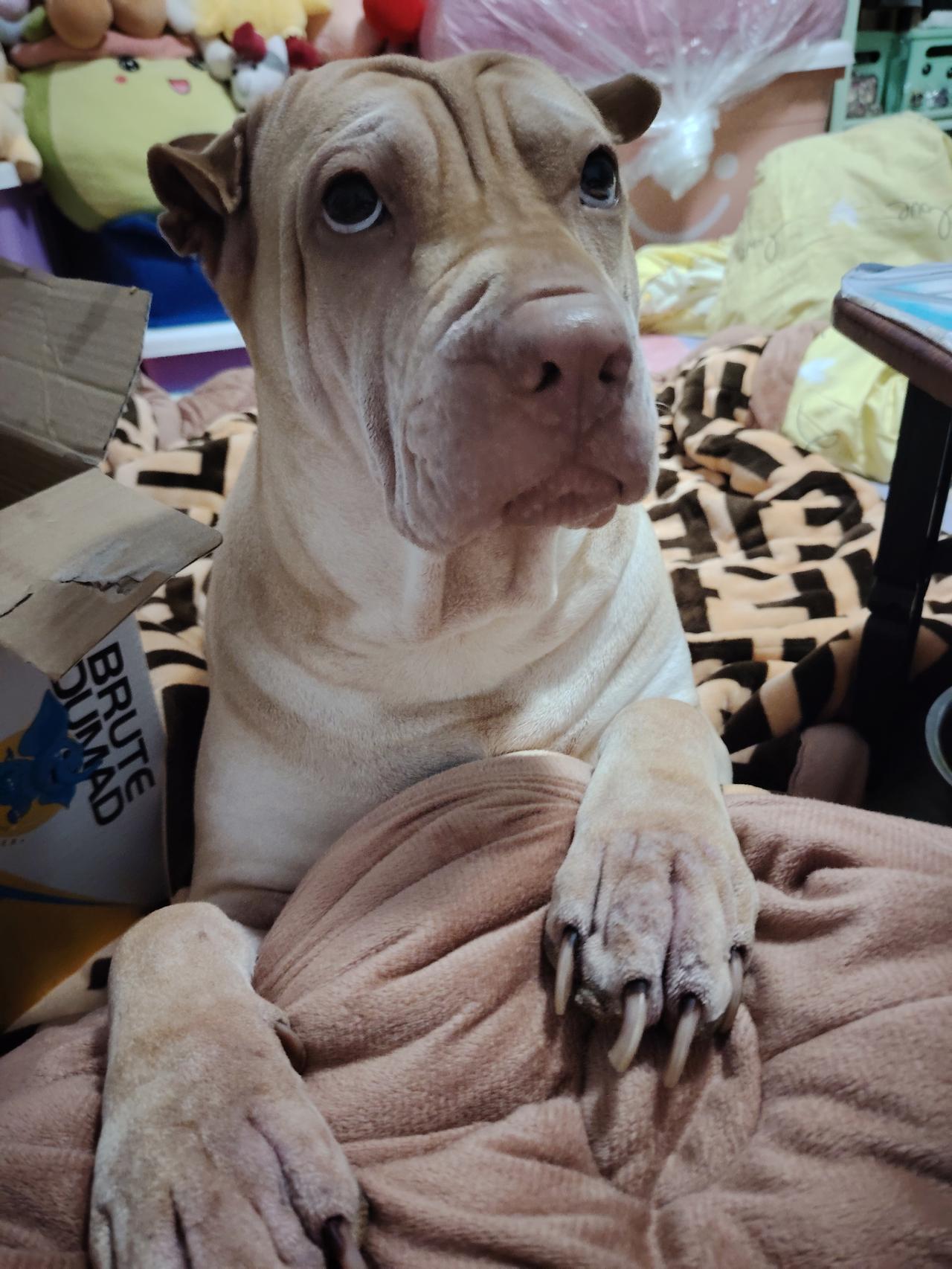 分享一张你家宠物的照片我的元宝