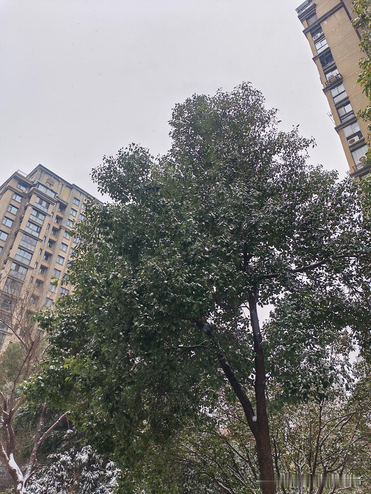 大年初一，外甥女拎着两盒点心进了门，往沙发上一坐，冲老姐喊：“妈！给您拜年啦！祝