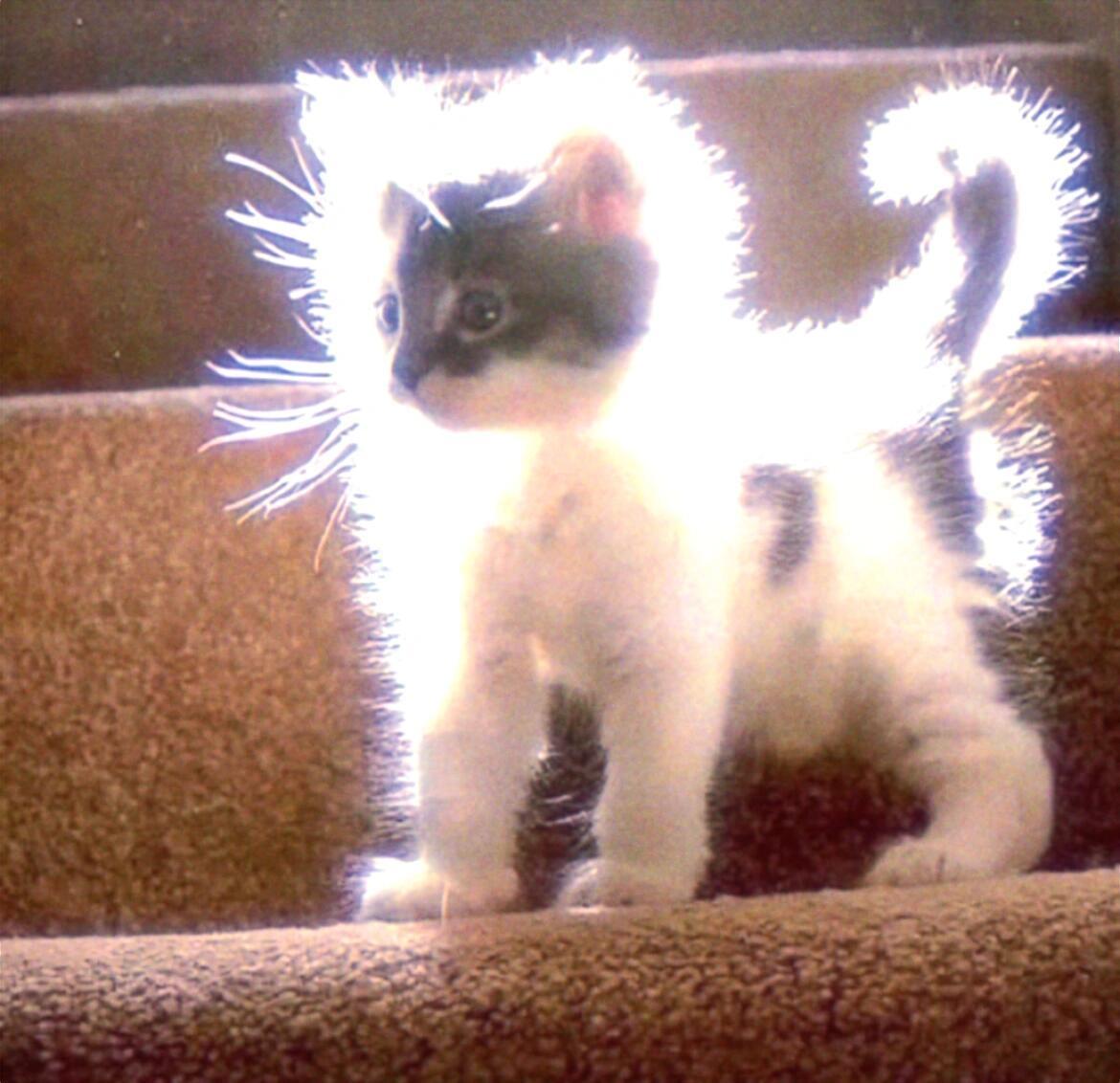 恭喜你一早上刷到了发光的猫猫​​​