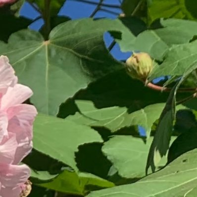 芙蓉的种植方法：1.土壤选择：芙蓉喜肥沃、湿润、排水良好的沙质壤土，可混合