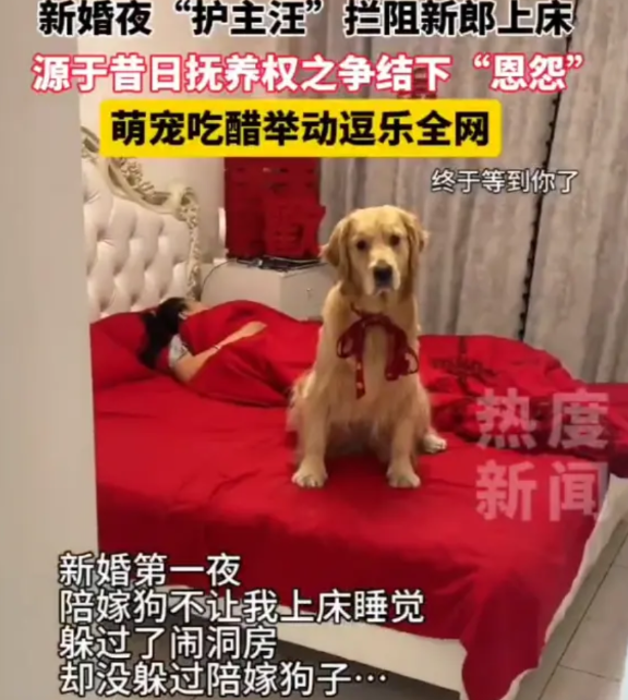 笑不活了！吉林四平，新婚之夜小两口正准备洞房花烛，不料，两个人养的大金毛却跑到床