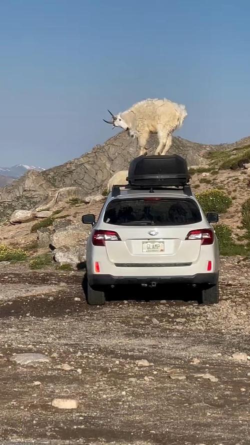 千里“运羊记”：爱与奇趣的归乡之旅宁夏一女子为将心爱的羊带回黑龙江老家，竟把