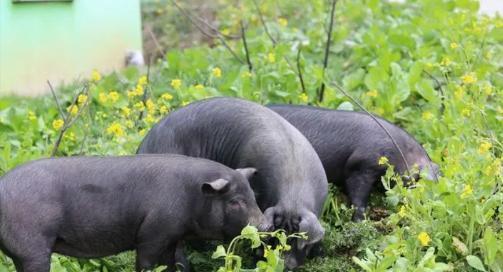 为什么现在的猪肉不香了？饲料大王、新希望集团董事长刘永好说：我们现在吃的猪肉很多