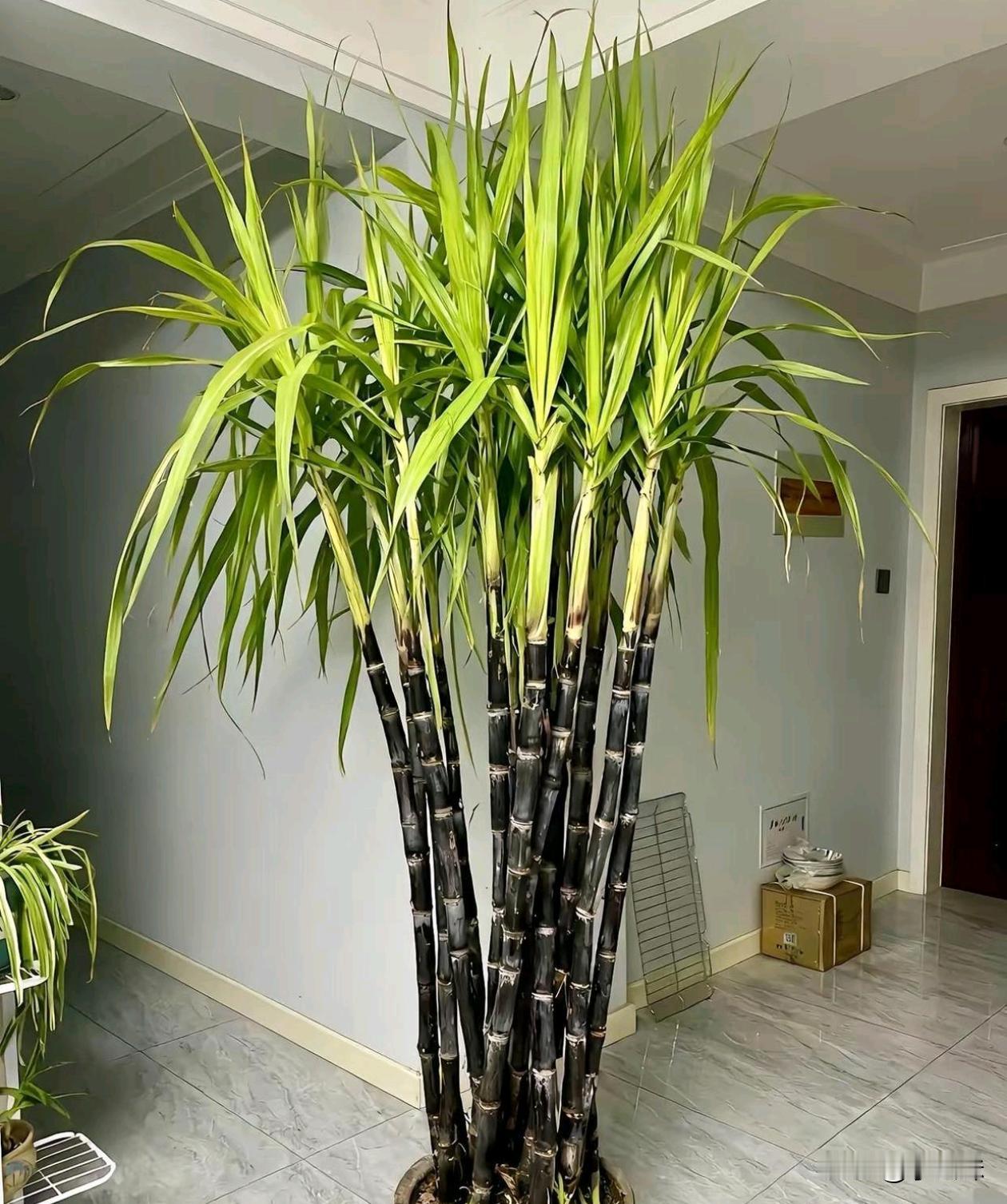 盆栽甘蔗即好吃又好看...