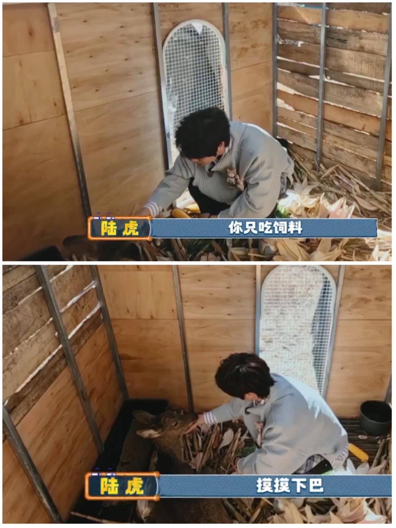 看到张远，陆虎这一幕，跟马思纯，张晚意如此类似，难怪他当初可以轻松帮节目组