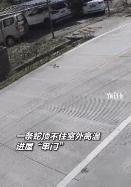 “这大哥是个高手！”近日，江西赣州，一条蛇因顶不住室外的高温，跑到了大哥家里避暑