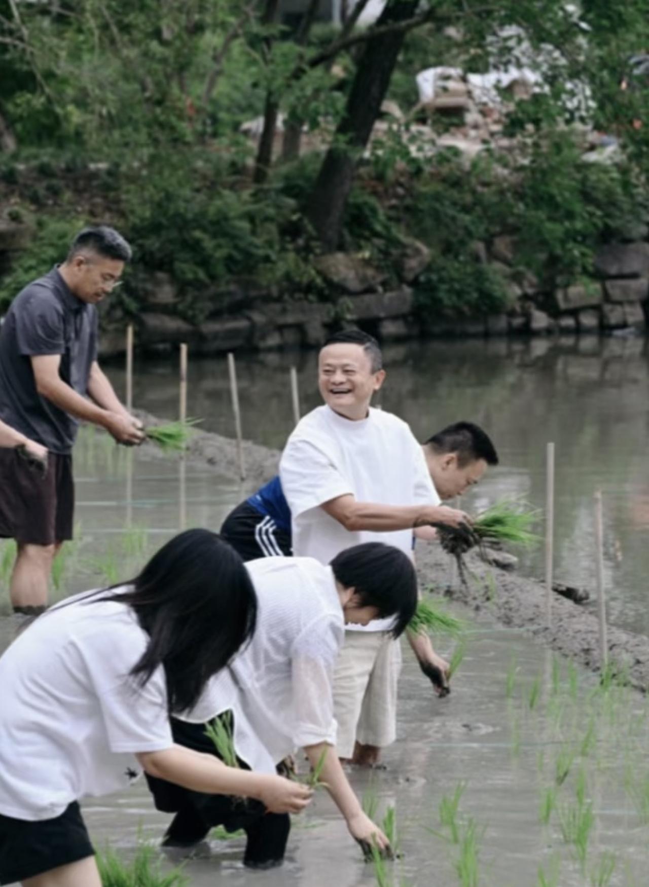 马云和同事们一起插秧，他看起来好开心啊。6月22日，阿里合伙人、高德董事长刘