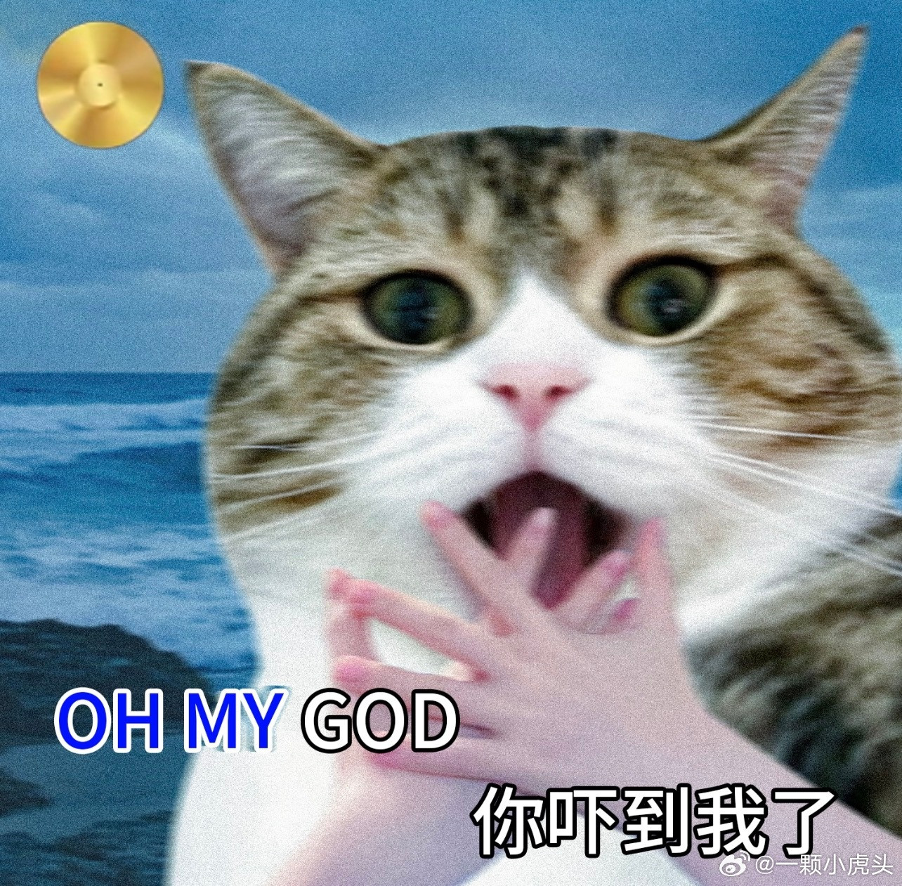 你们养猫的，不要把给猫咪卷浓鼻涕的视频发到网上还带萌宠标签好不好，我只想看点萌萌