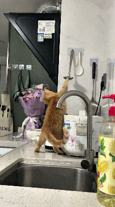 主人平常总拿这把勺子炒菜做饭，被家里的小橘猫给记心里了。这天猫咪跑到厨房台面上，