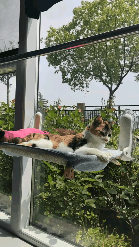 有人救下一只流浪三花猫，精心照料了六个多月，曾经食不果腹、四处躲藏的小流浪，早已