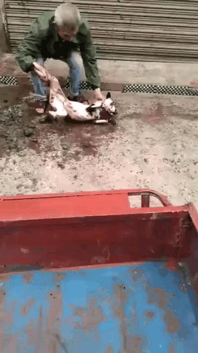 这老头太坏了，狗子活生生的被热水烫，想吃狗肉，为什么不给他一个痛快？杀生不能虐生