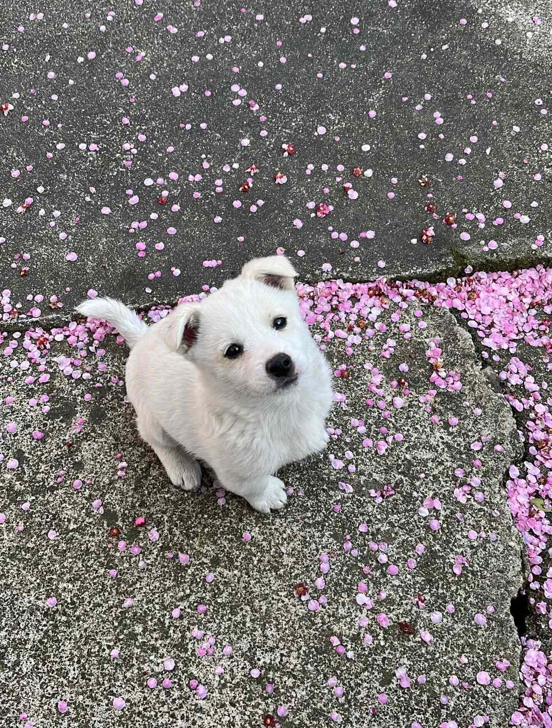 春日小狗：妈妈，春天真的来了