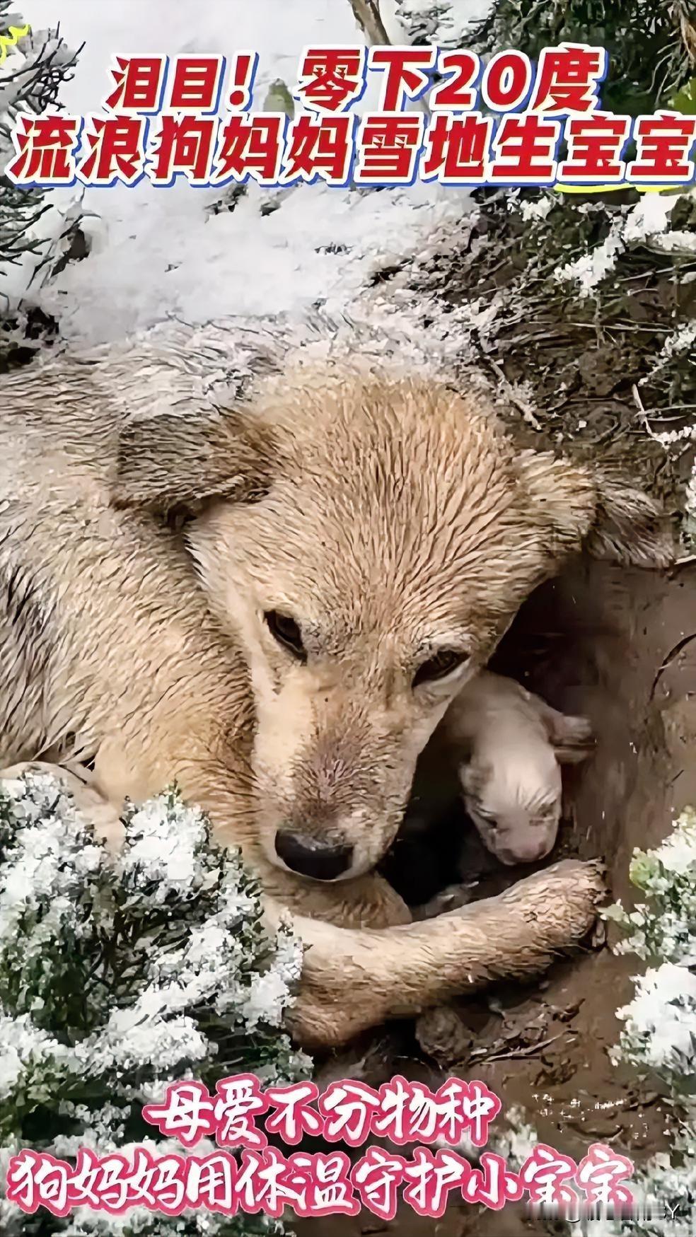 泪目！零下20度的雪地中，流浪狗妈妈用生命守护着新生的希望……刺骨寒风卷着雪