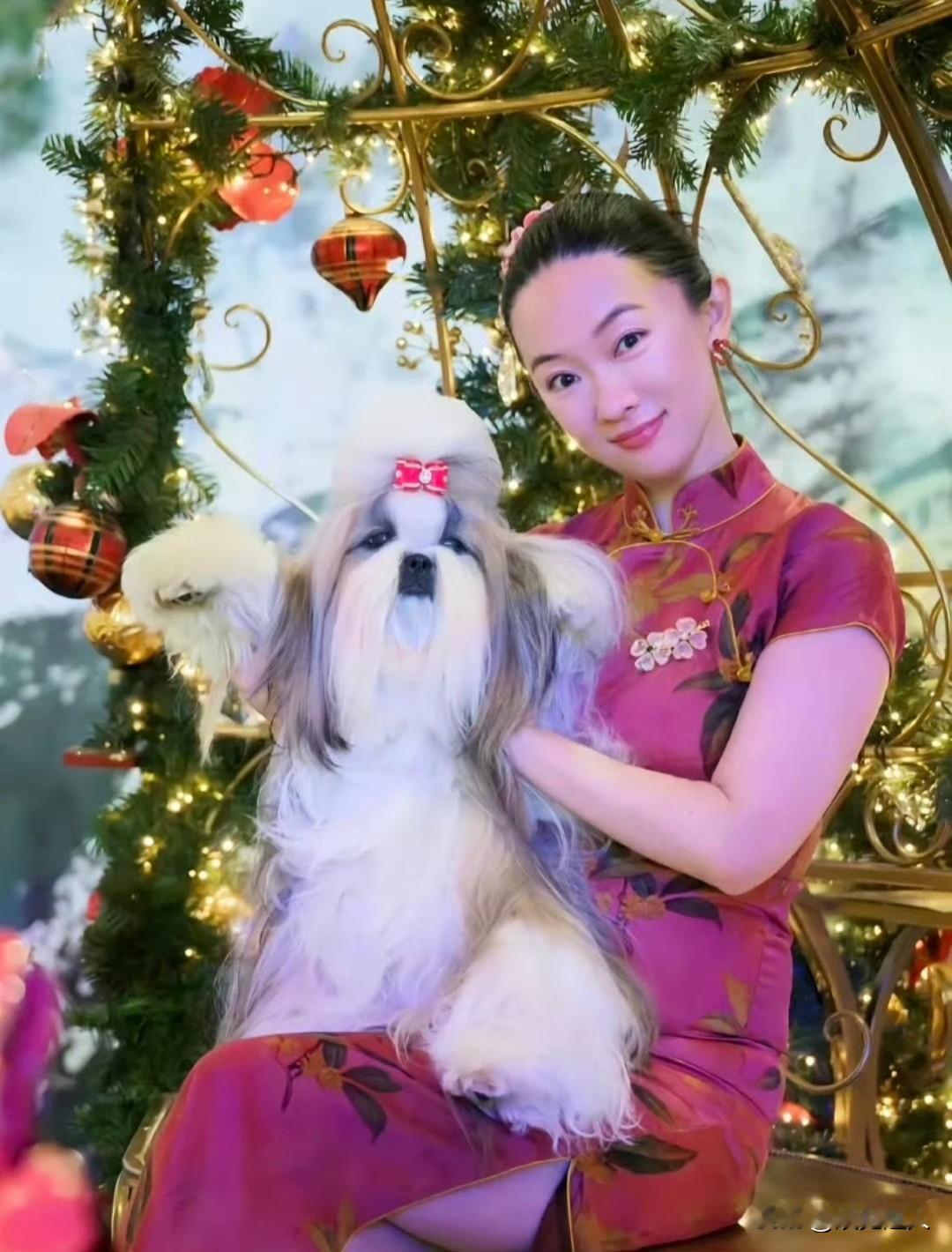 霍思燕这回真火到国外了！12月20日她身着大红旗袍，牵着自家西施犬霍香香亮相比利