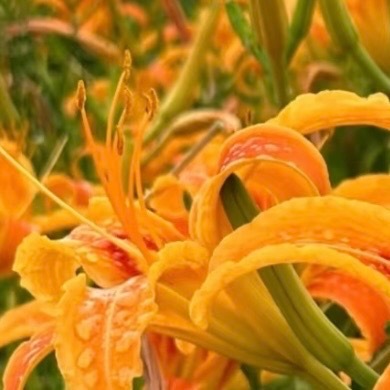 0000忘忧草种植：1、选盆与土壤：盆栽选一个深度至少30厘米的宽口盆，底部垫上