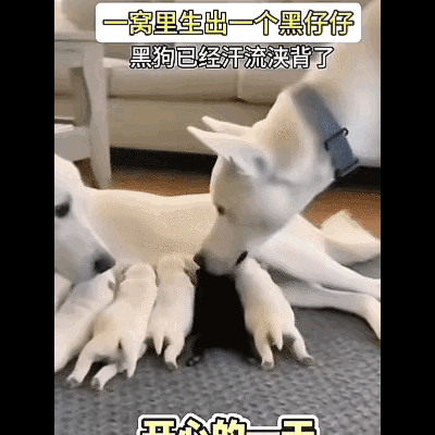 这是全网最无法释怀的狗爸爸，因为它的老婆给它生了一窝可爱的狗宝宝，可偏偏有一只不