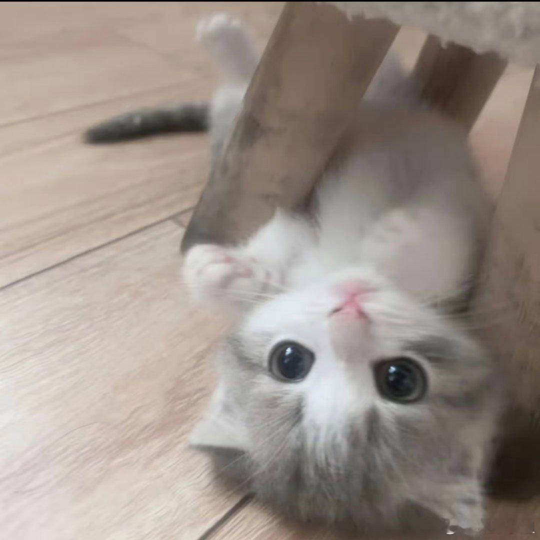 可爱猫咪头像。​​​