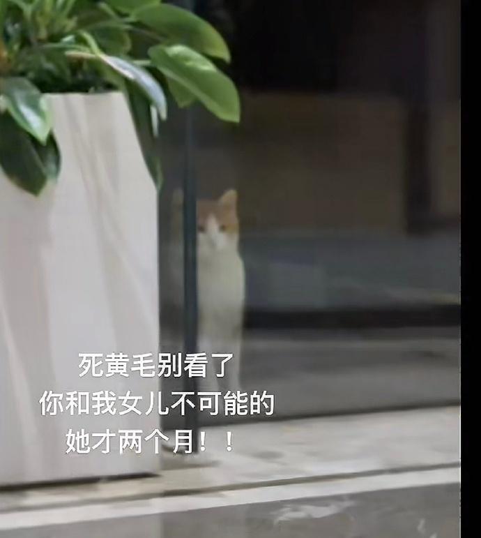 三花:妈，他跟别的猫不一样​​​