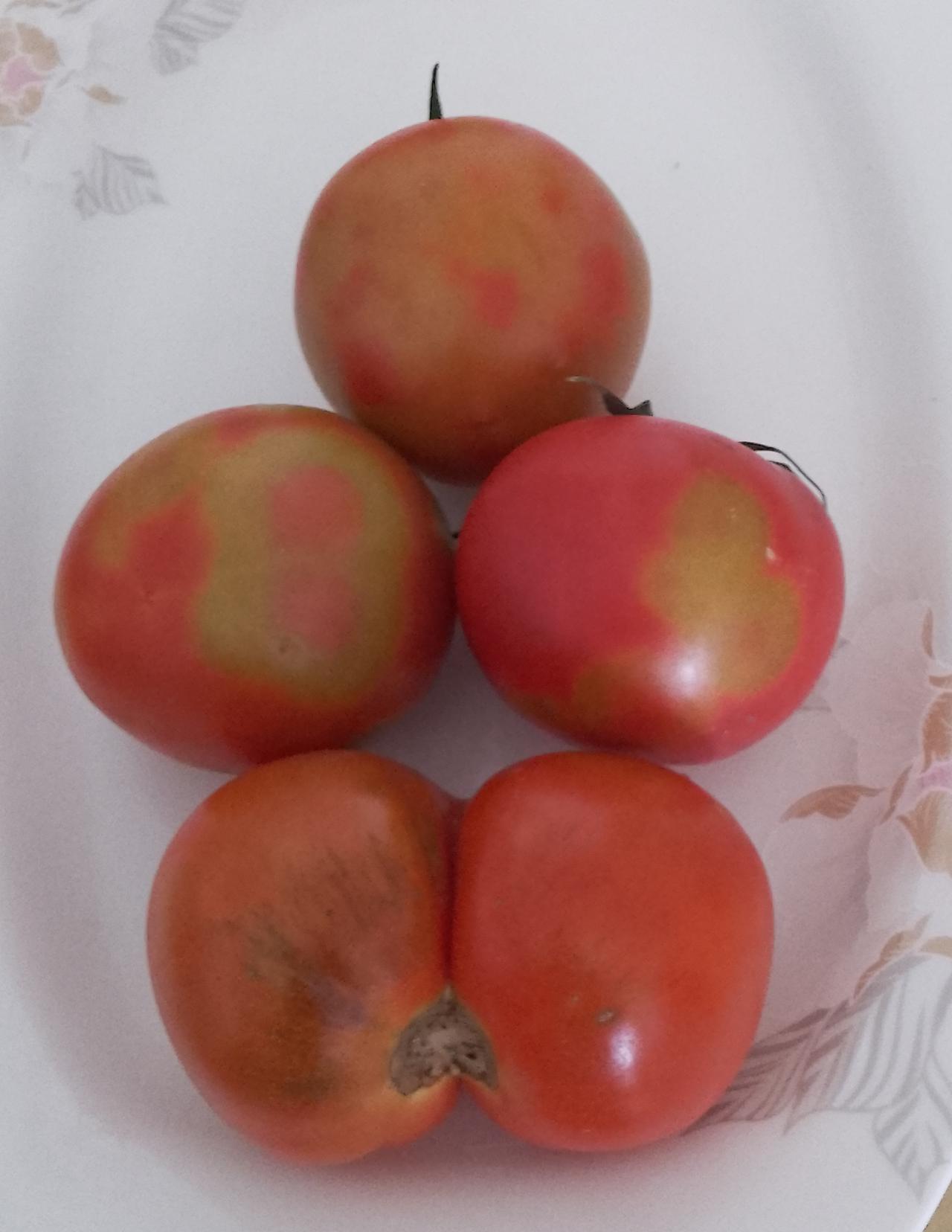 番茄不熟的时候是青色的，熟透是红色的，像我图片这样的情况也是比较少见到的吧？为什