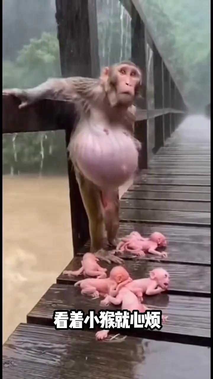 看着小猴就心烦。