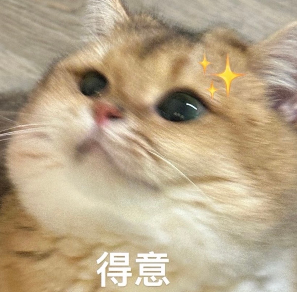 拧巴的人需要一只入室抢劫的咪小猫从不内耗，小猫只追求吃好、睡好、玩好。喜欢你的