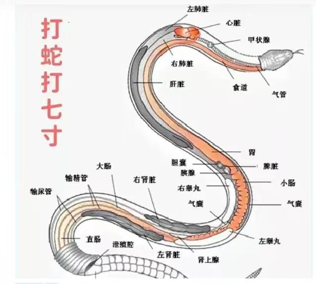 打蛇不要打头！很多人都不知道，野外碰到蛇千万别去打它的头，这样反而可能让自己陷入