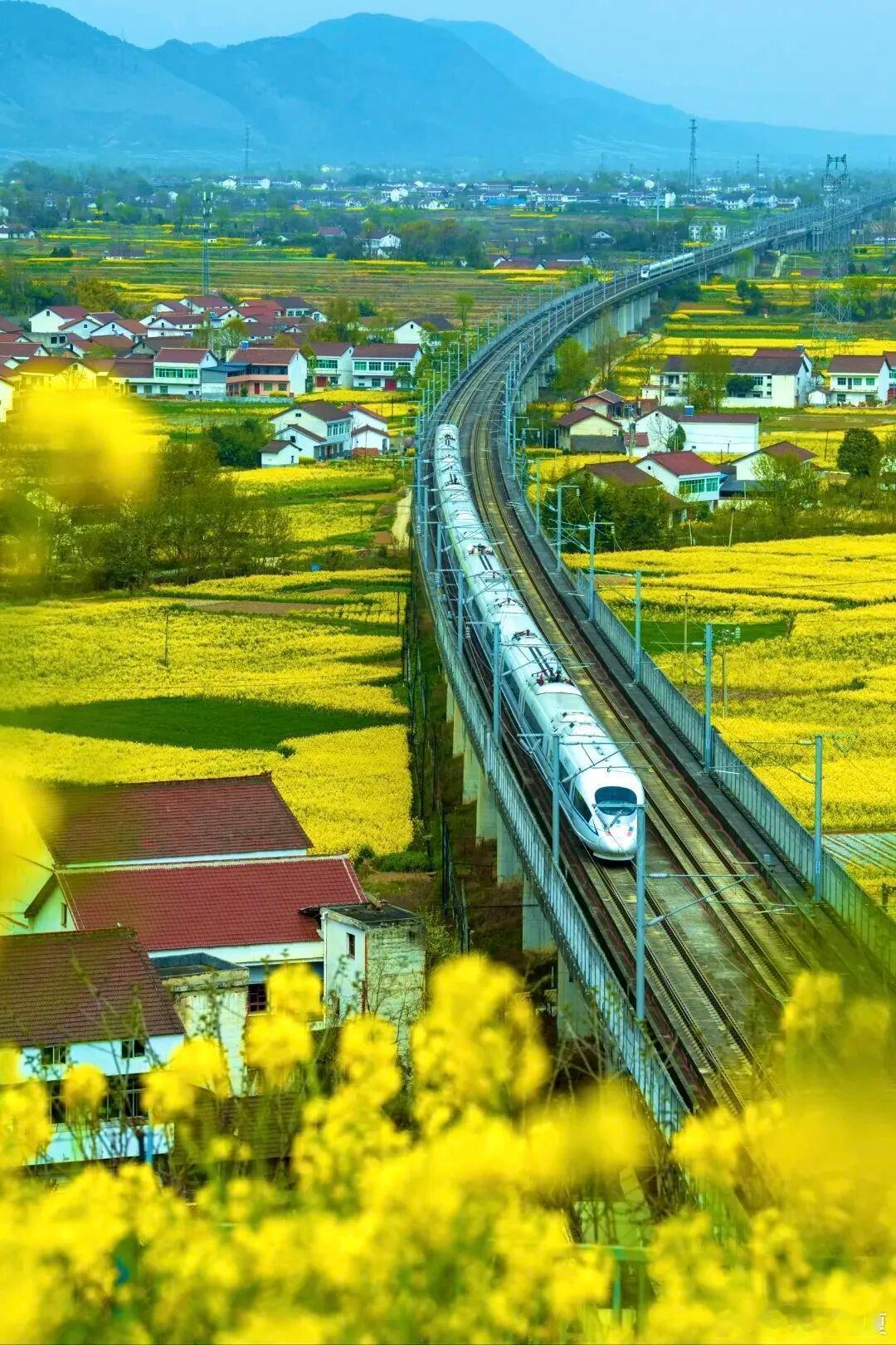 519中国旅游日微博旅行ing谁能想到汉中藏着百万亩山间金色油菜花田，作为油菜花
